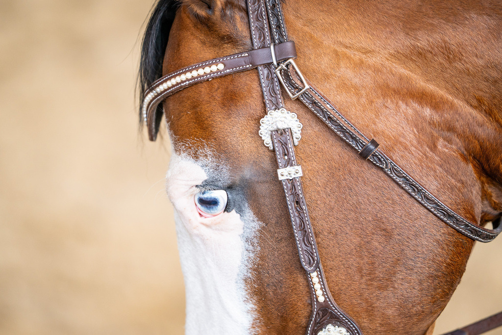 DSC08917 | Pferdegrafie