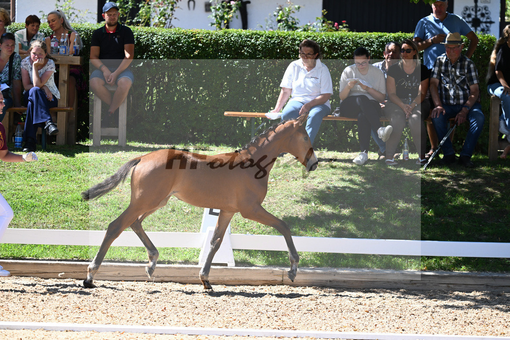 Kat-Nr. 69 SF DSP Va Bene x Castaire_Ketzler_27230739 | hf-fotografie - Realisiert mit Pictrs.com