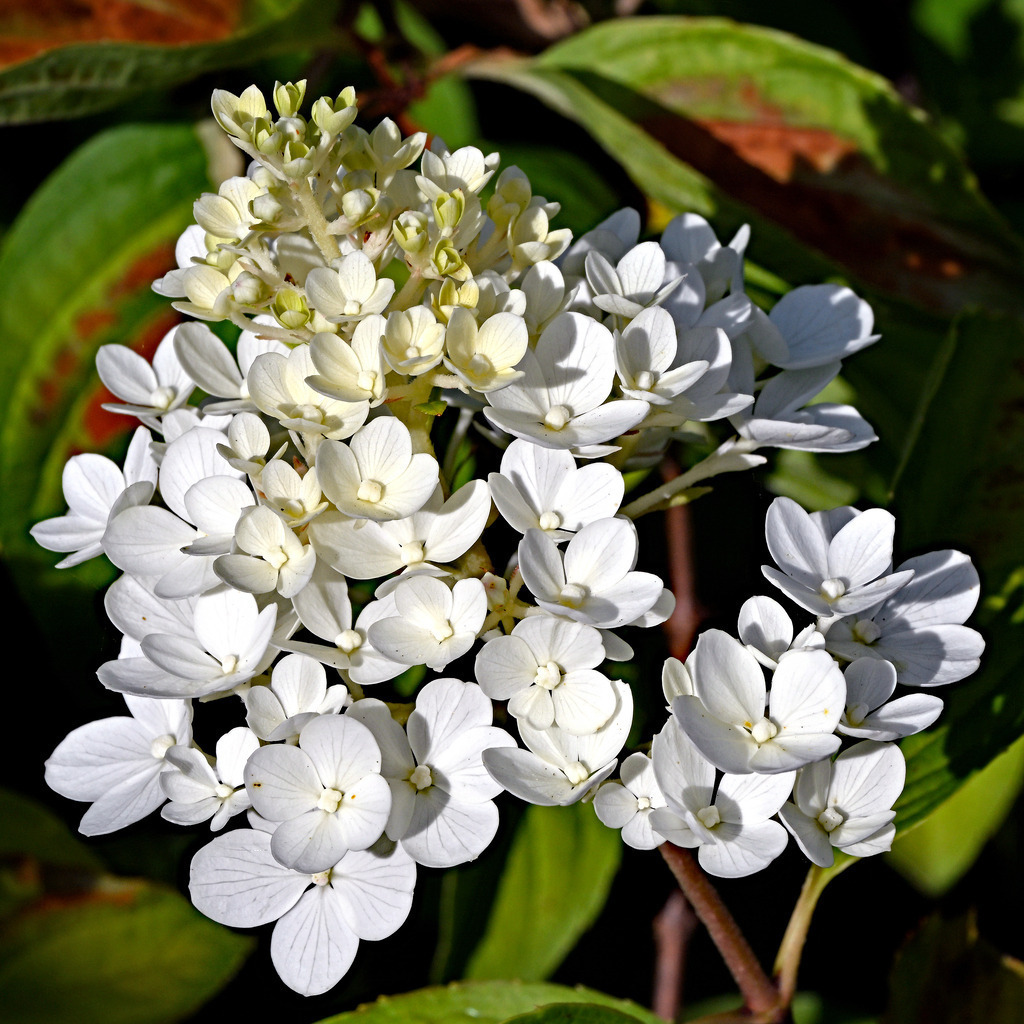 Hortensie01q | lucisnaturbilder - Realisiert mit Pictrs.com