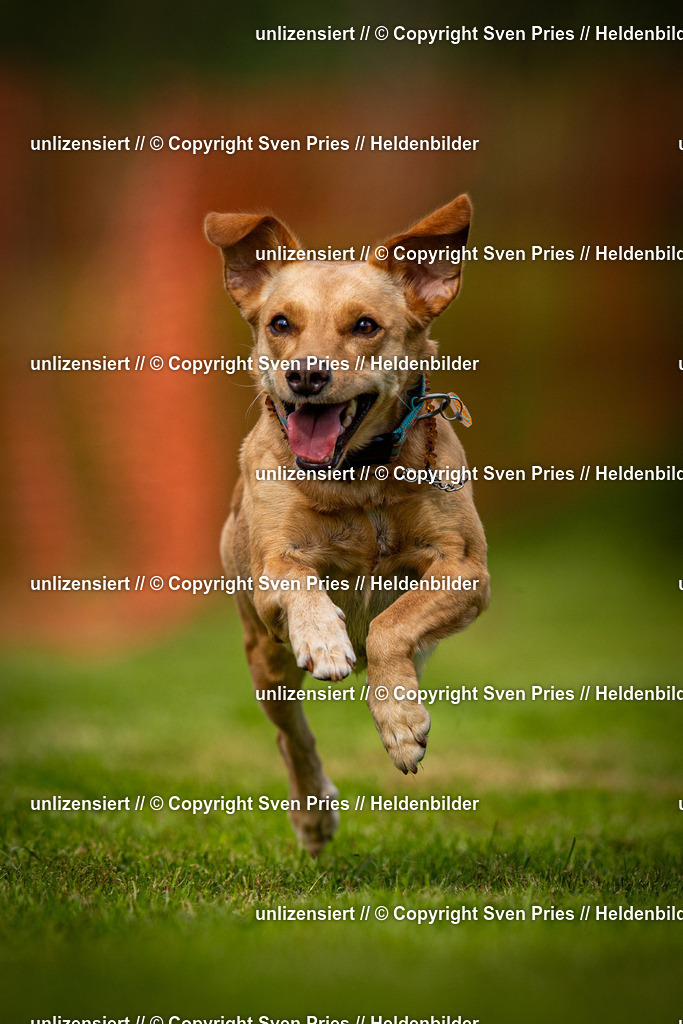 Sven Pries | 2024-09-22 - Hunderennen Baden-BadenPudelverein - Realisiert mit Pictrs.com