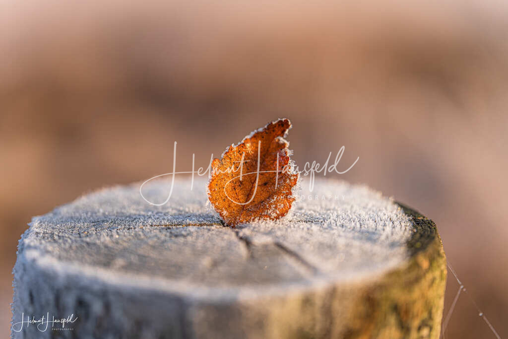 DSC04155 | Landschaftsfotografie, Naturfotografie - Realisiert mit Pictrs.com