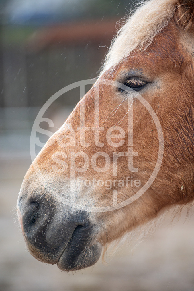 DSC_3047 | sattelsport - Realisiert mit Pictrs.com