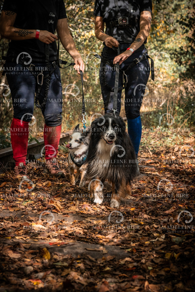 madeleinebirr.fotografie.2026.cc.hunsrueck.12-13Uhr.333 | hundefotografie-birr