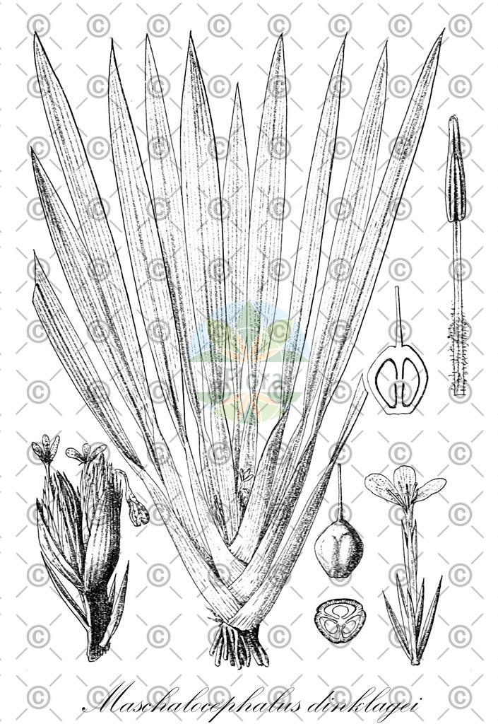 HistAbb_wfo-0000688476_1_ENZY_Simple | Historische Abbildung von Maschalocephalus dinklagei - Rapateaceae | Historical Illustration of Maschalocephalus dinklagei - Rapateaceae