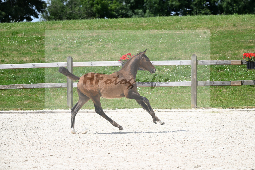 Kat-Nr. 13 Conthargos x Emerald v h Ruytershof_SF_Scheuerer_15250397 | hf-fotografie - Realisiert mit Pictrs.com