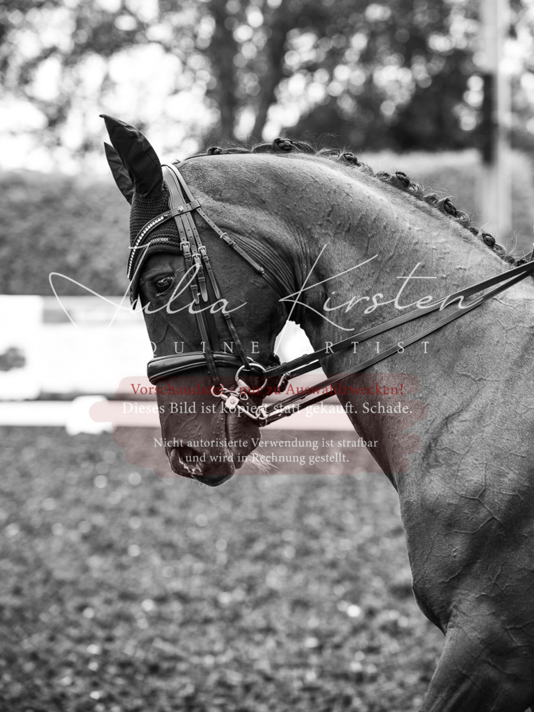 DSC_4828 | Pferde- und Turnierfotografie in Westsachsen. Pferdeportraits, Auftragszeichnungen und intuitive Kunst.