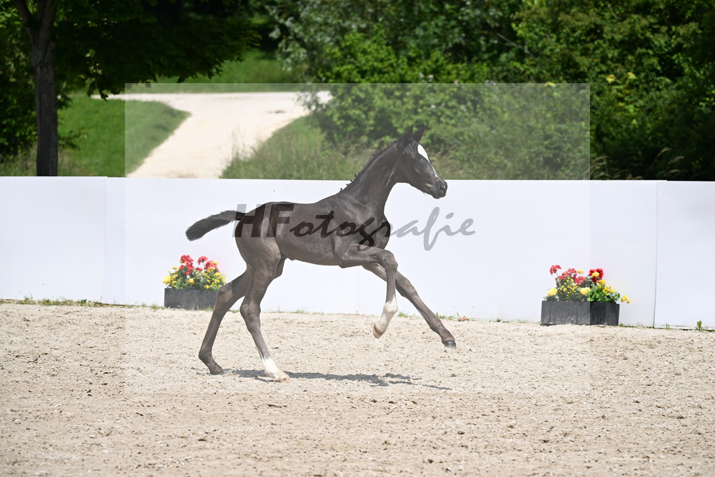 Sarai L x Floriscount_HF_Wilhelm_13250958 | hf-fotografie - Realizzato con Pictrs.com