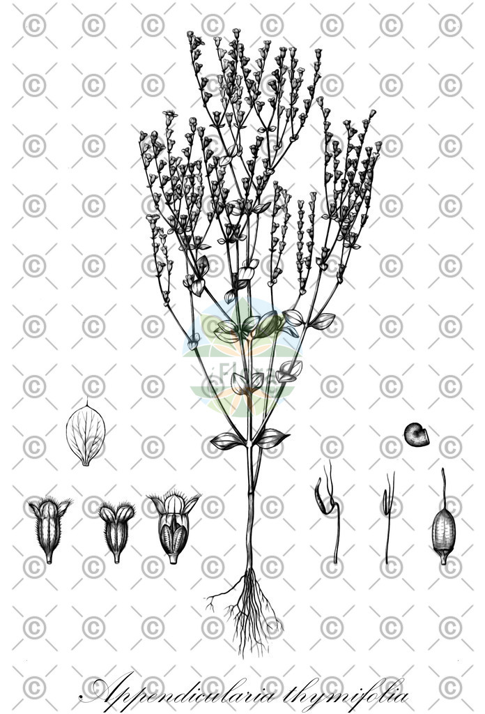 HistAbb_wfo-0000916714_1_ENZY_Simple | Historische Abbildung von Appendicularia thymifolia - Melastomataceae | Historical Illustration of Appendicularia thymifolia - Melastomataceae