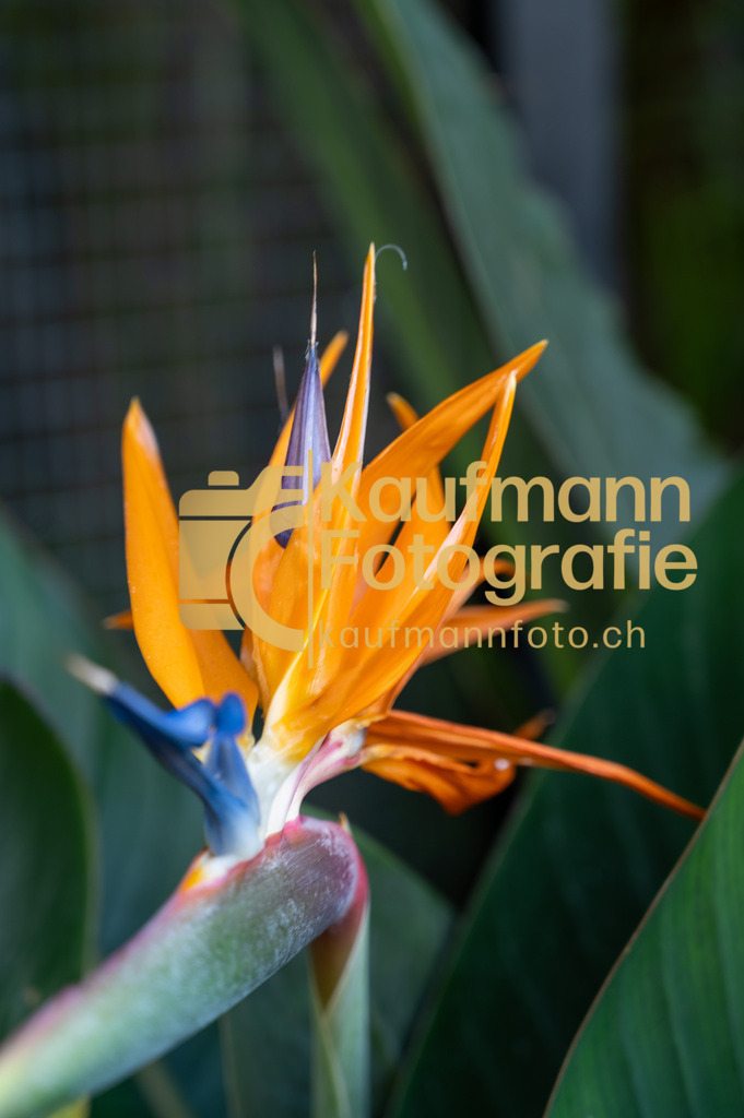 2111_Loro_Parque_Tenerife-4914 | kaufmannfoto - Realisiert mit Pictrs.com