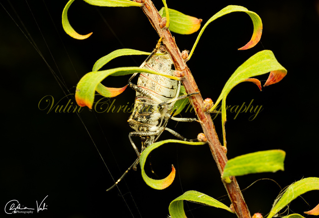 MN 16 | Christian Vulin  - Realisiert mit Pictrs.com