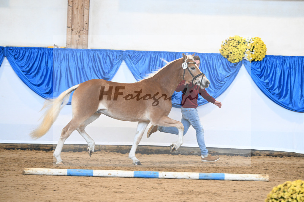 Kat-Nr. 14 Stefano Amore v. Steingold_Bachmann_48250919 | hf-fotografie - Realisiert mit Pictrs.com