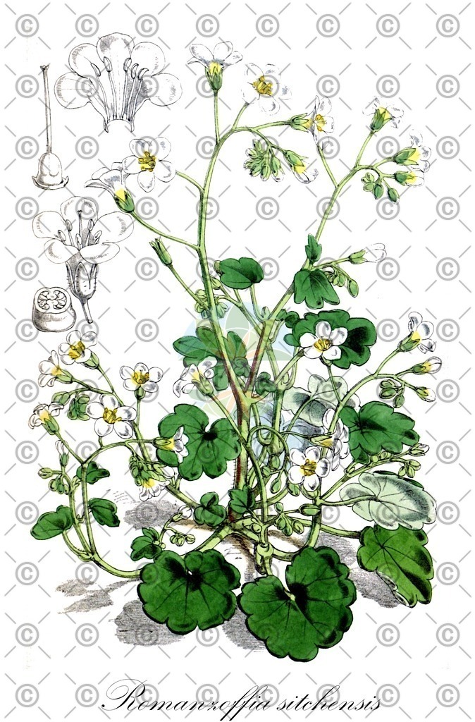 HistAbb_wfo-0001090302_2_ENZY_Simple | Historische Abbildung von Romanzoffia sitchensis - Boraginaceae | Historical Illustration of Romanzoffia sitchensis - Boraginaceae