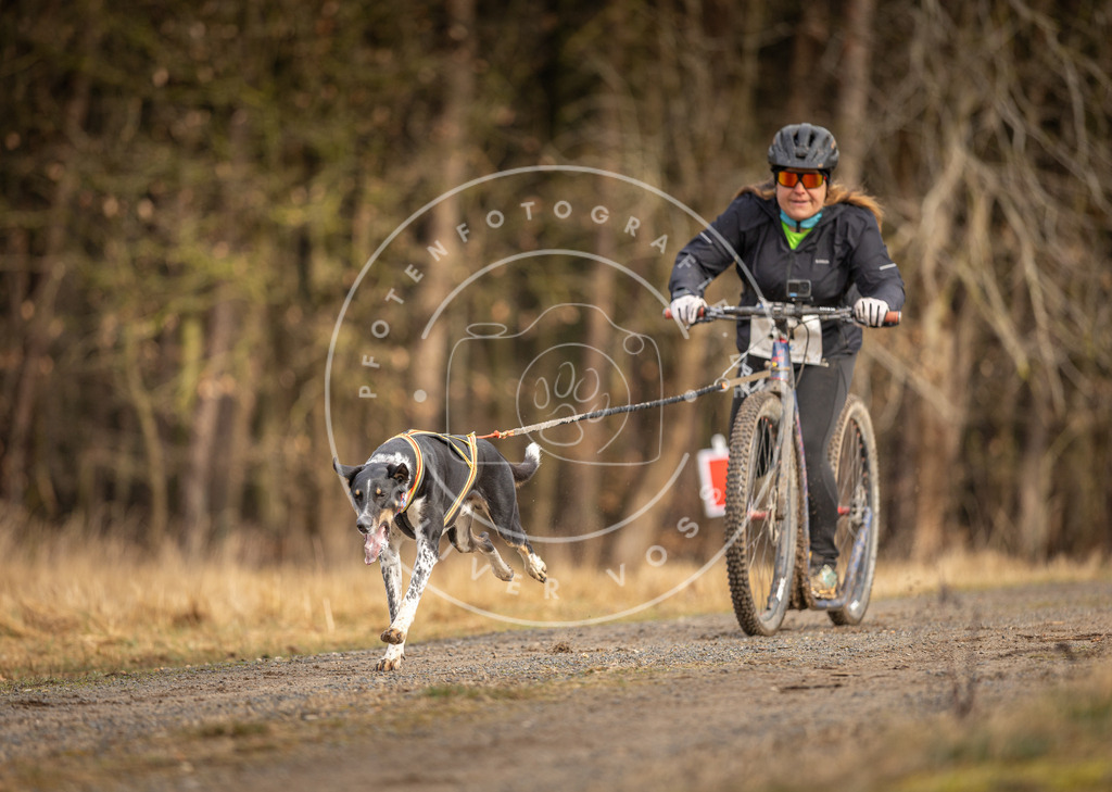 DV3A3438 | Hundefotografie, Tierfotograf, Pfotenfotografie, Fotoshooting Hund, Hunde Portrait, Hundesport, Hundeportraits, Heideshooting, Hunde, Sportfotograf, Hundefotograf, Turnierhundsport, THS,  - Realisiert mit Pictrs.com