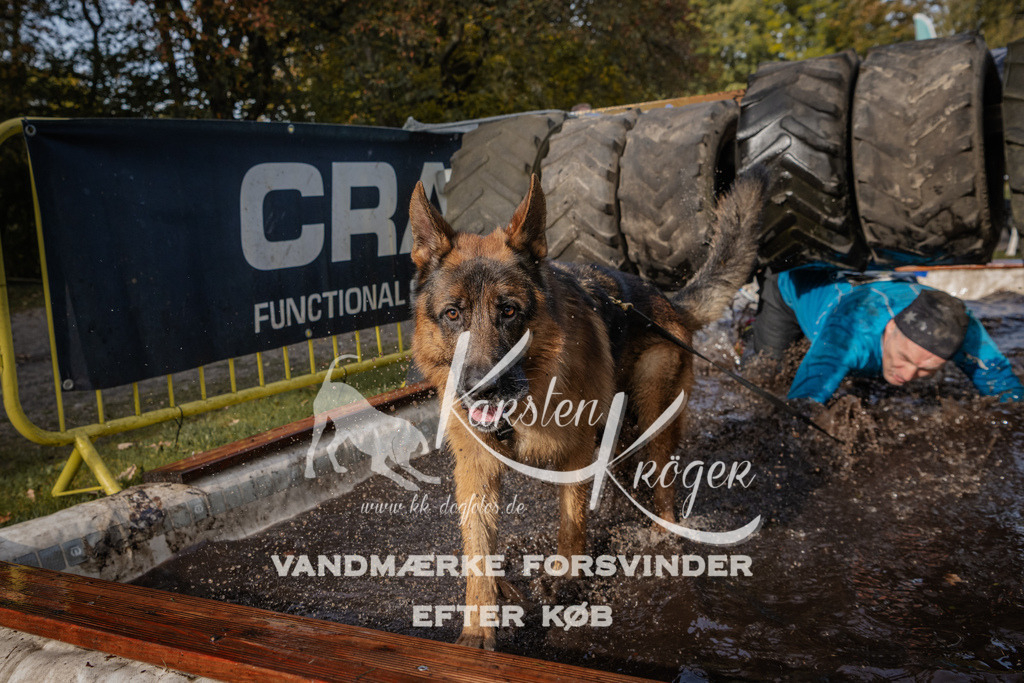 1411_ZZ94131 | kk-dogfotos