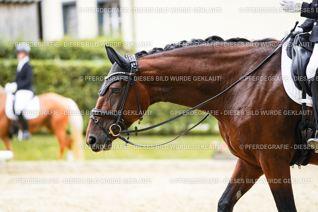 DSC08492 | Pferdegrafie