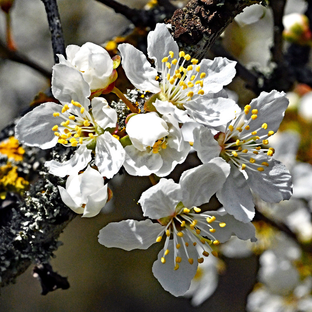 Kirschblüte02q-1 | lucisnaturbilder - Realisiert mit Pictrs.com