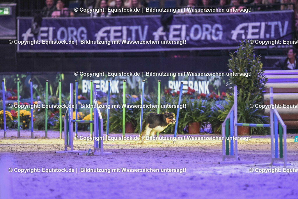 20231115_Dog-Agility_0142_TOMsPiC | Foto: Thomas Hartig
