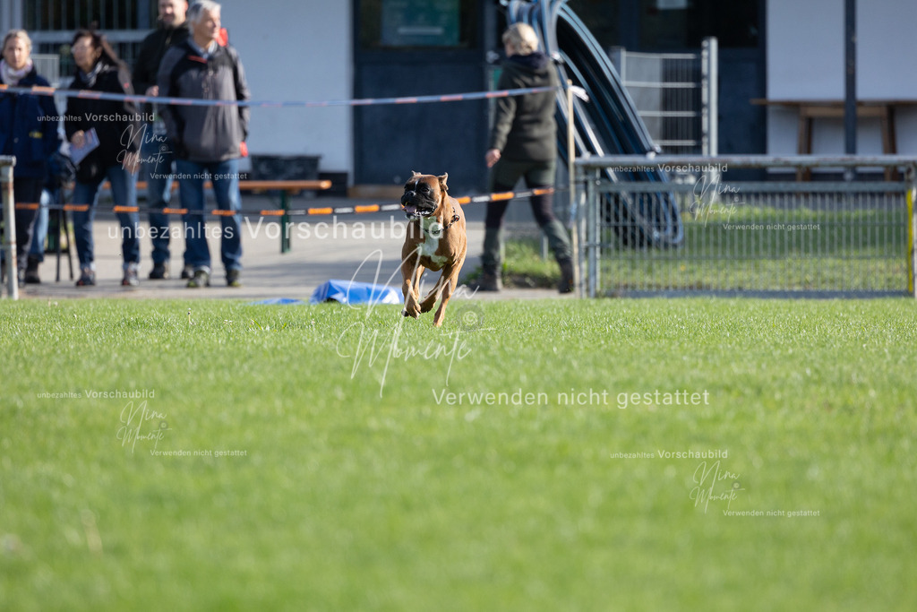 _16A6574 | Einzigartige Fotos von Hunden & Menschen –Actionfotos, Portraits, Vereinsaufnahmen & Paarshootings – authentisch, lebendig & mit Herz.