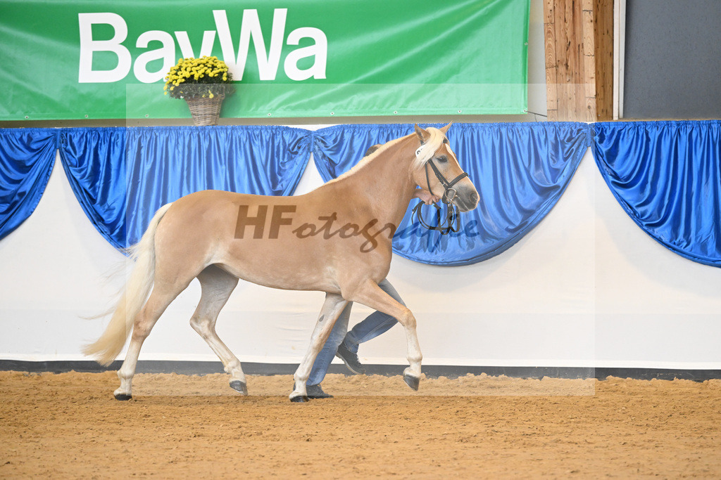 Kat-Nr. 277 Uljenna Dbg_Benzler_54223185 | hf-fotografie - Realisiert mit Pictrs.com