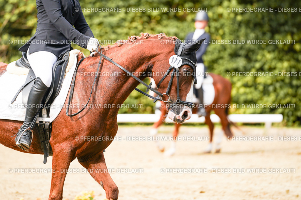 DSC03699 | Pferdegrafie