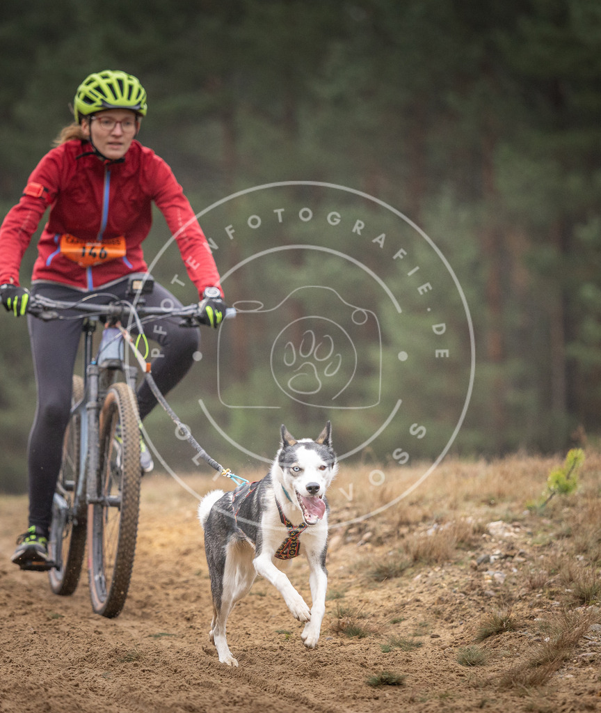 Pfotenfotografie_DV3A4079 | Hundefotografie, Tierfotograf, Pfotenfotografie, Fotoshooting Hund, Hunde Portrait, Hundesport, Hundeportraits, Heideshooting, Hunde, Sportfotograf, Hundefotograf, Turnierhundsport, THS,  - Realisiert mit Pictrs.com