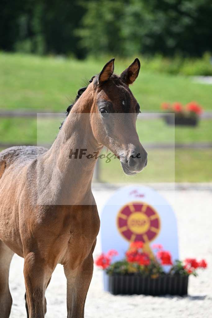 Kat-Nr. 42 Cadeau Noir x Locksley III_HF_Haberl_15251115 | hf-fotografie - Realisiert mit Pictrs.com