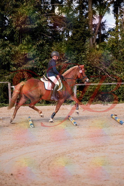 2026_10_03_Siefer-Hof_144625_Z81_22364313 | Professionelle Reitsport-, Turnier- und Eventfotografie von Robert Broda. Galerien mit ausgewählten und bearbeiteten Bildern direkt online ansehen und bestellen.