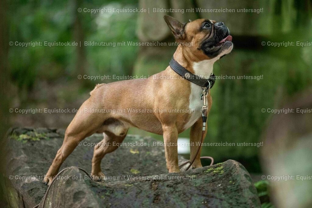 20200622_Hund_0060 | equistock