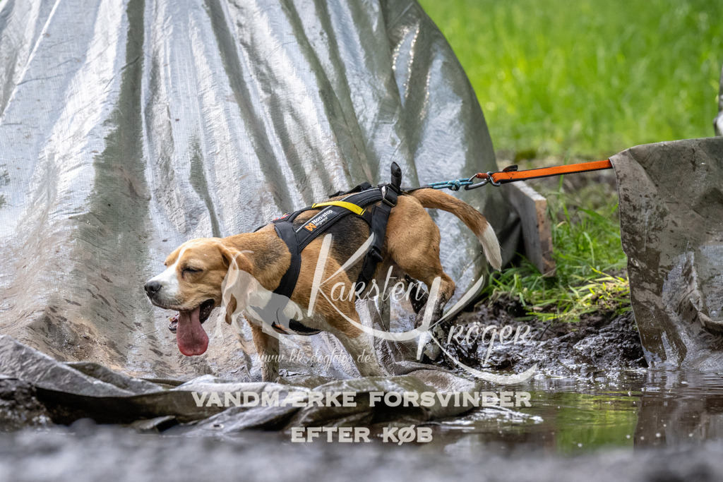 1242_ZZ93203 | kk-dogfotos