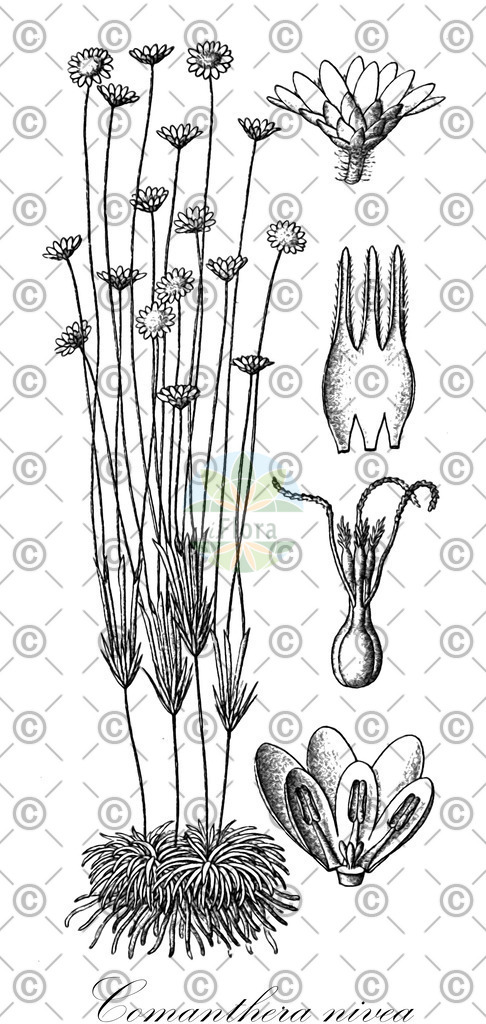 HistAbb_wfo-0000918411_1_ENZY_Simple | Historische Abbildung von Comanthera nivea - Eriocaulaceae | Historical Illustration of Comanthera nivea - Eriocaulaceae