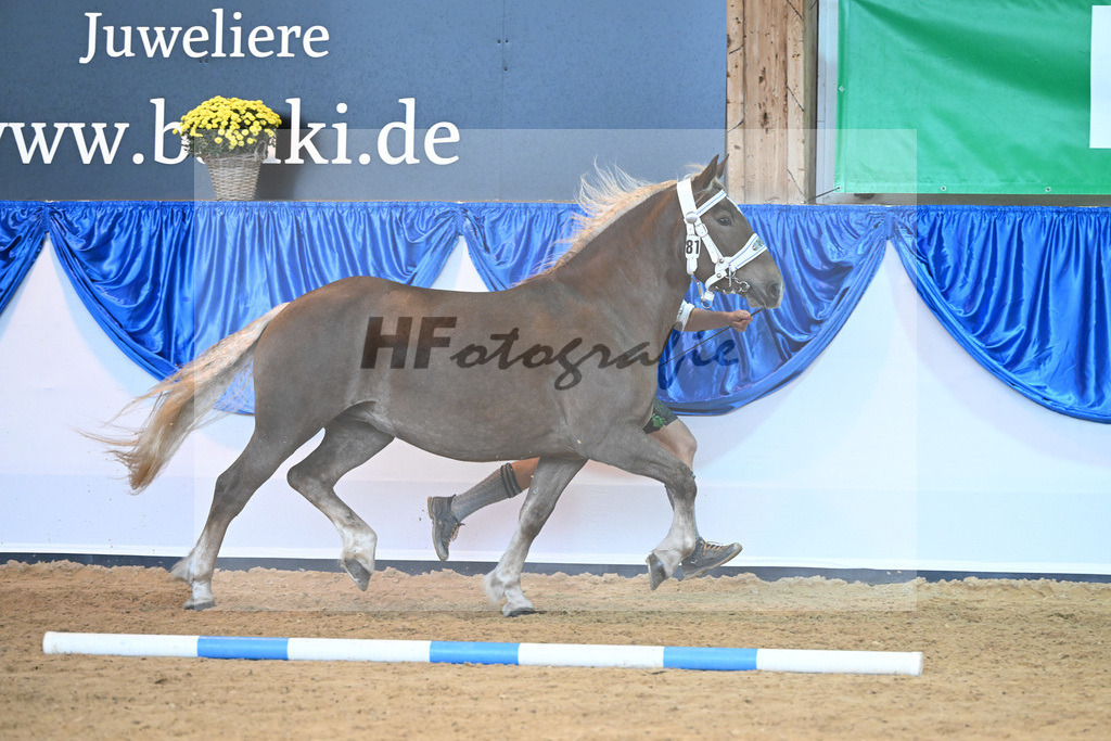 Kat-Nr. 81 Papagena_Kotz_53220412 | hf-fotografie - Realisiert mit Pictrs.com