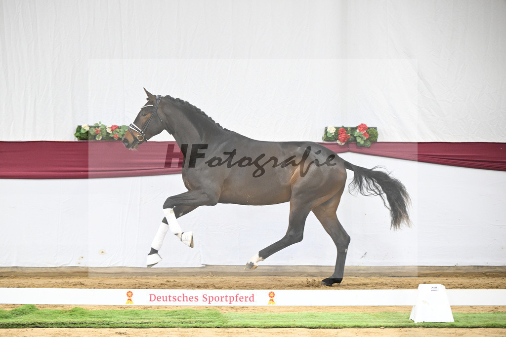 Kat-Nr. 139 Escolar x Rubin-Royal_2M2 Horese I Bastad AB_47250314 | hf-fotografie - Realisiert mit Pictrs.com