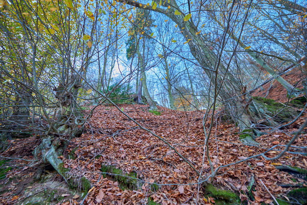 Im Tharanther Wald 02 | Bedeutsame Landschaften Deutschlands - Realisiert mit Pictrs.com