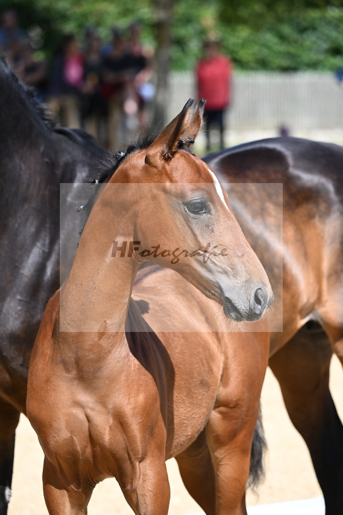 Kat-Nr. 19 HF DSP Va Bene x Rubin Royal_Haegler_27230252 | hf-fotografie - Realisiert mit Pictrs.com