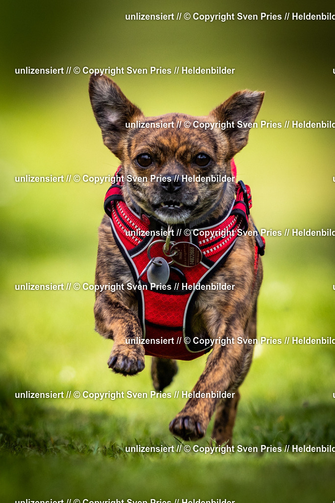 Sven Pries | 2025-04-13 - Hunderennen Baden-Baden - Realisiert mit Pictrs.com