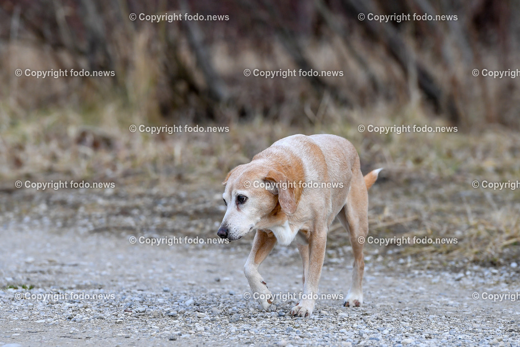 Hund_ Hunde_ Freilaufflaeche_ 20.02.2022-35 | 20.02.2022, Linz, AUT, Hund, Hunde, Themenbild, im Bild Hund, Hunde, spazieren, Freilaufzone, Spazierweg, Arrigo und Luigi