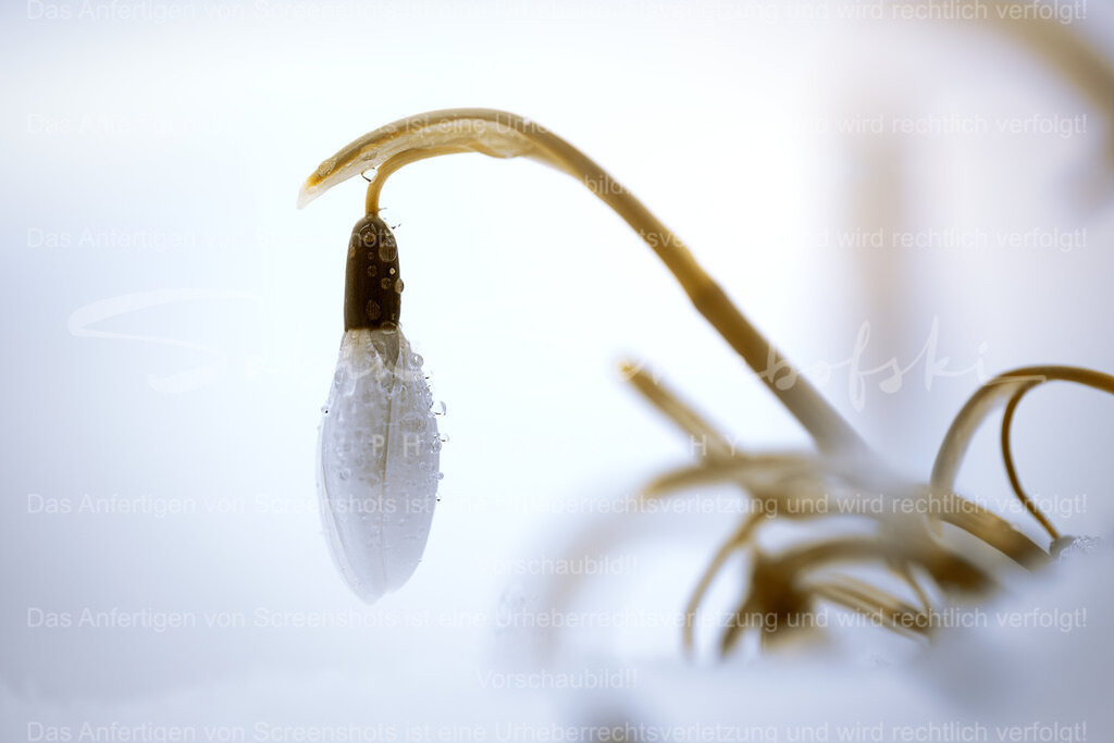 Schneegloeckchen im Schnee | People- und Tierfotografie, Imageaufnahmen, Veranstaltungsfotografie und Wandbilder aus der Natur ★ Made in Germany ✔️ Druck + Downloads ✔️ Naturfotografie in Top Qualität ★ schneller Versand, weltweite Lieferung! - Realisiert mit Pictrs.com