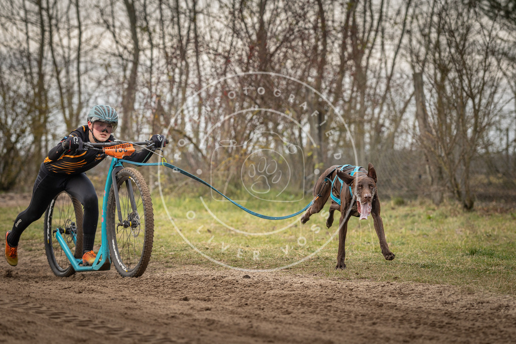 Pfotenfotografie_DV3A9114 | Hundefotografie, Tierfotograf, Pfotenfotografie, Fotoshooting Hund, Hunde Portrait, Hundesport, Hundeportraits, Heideshooting, Hunde, Sportfotograf, Hundefotograf, Turnierhundsport, THS,  - Realisiert mit Pictrs.com