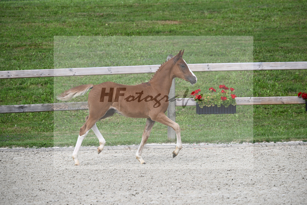 Genscher x Der feine Lord AT_HF_Sandweger_29240057 | hf-fotografie - Realizzato con Pictrs.com