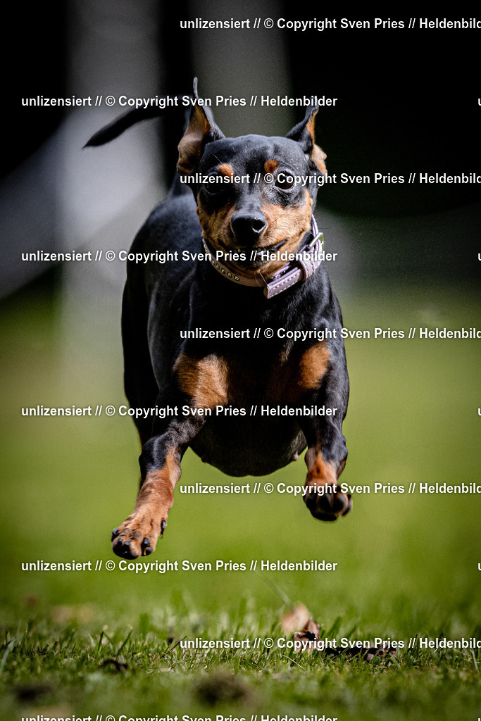Sven Pries | 2025-10-03 - Hunderennen Obergrombach - Realisiert mit Pictrs.com