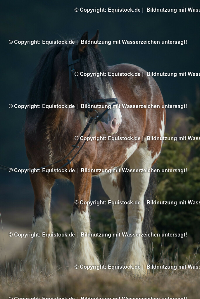 20160206_Clydesdale_im_Portrait_0001 | equistock