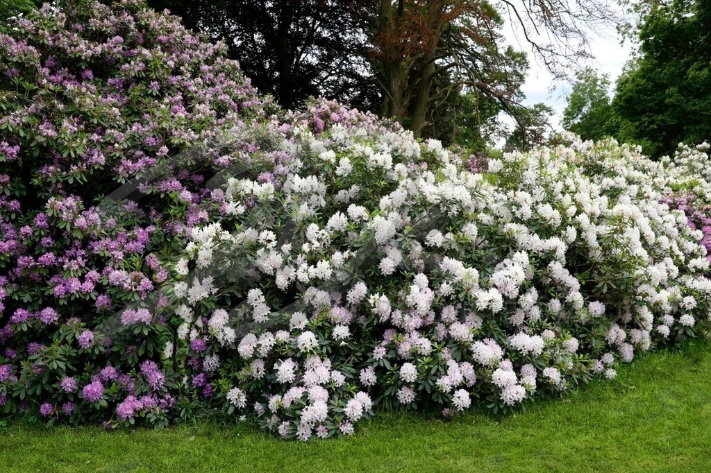 NatureArt-LILAWHITE_0326 | Rhododendron in zwei Farben | #002 | Modell: Katey | Foto: Tschiponnique Skupin - Realisiert mit Pictrs.com