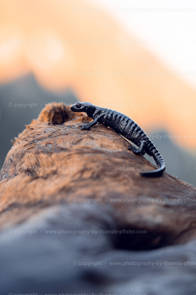 Salamander copyright  Thomas Pfister-2 | PHOTOGRAPHY BY THOMAS PFISTER