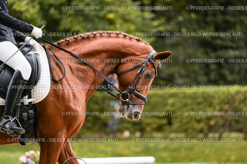 DSC07561 | Pferdegrafie