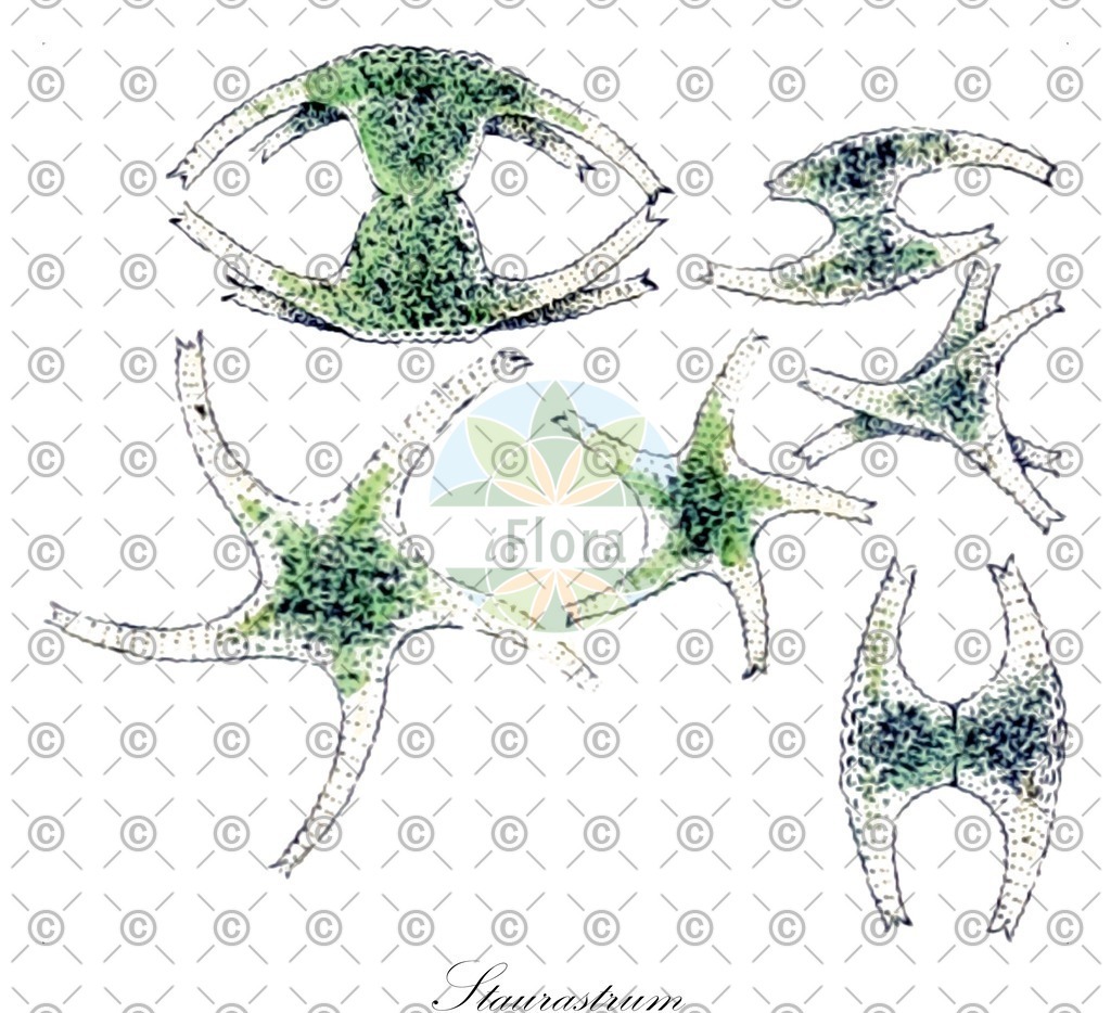 HistAbb_7M23_1_ENZY_Simple | Historische Abbildung von Staurastrum - Desmidiaceae (0) | Historical Illustration of Staurastrum - Desmidiaceae (0)