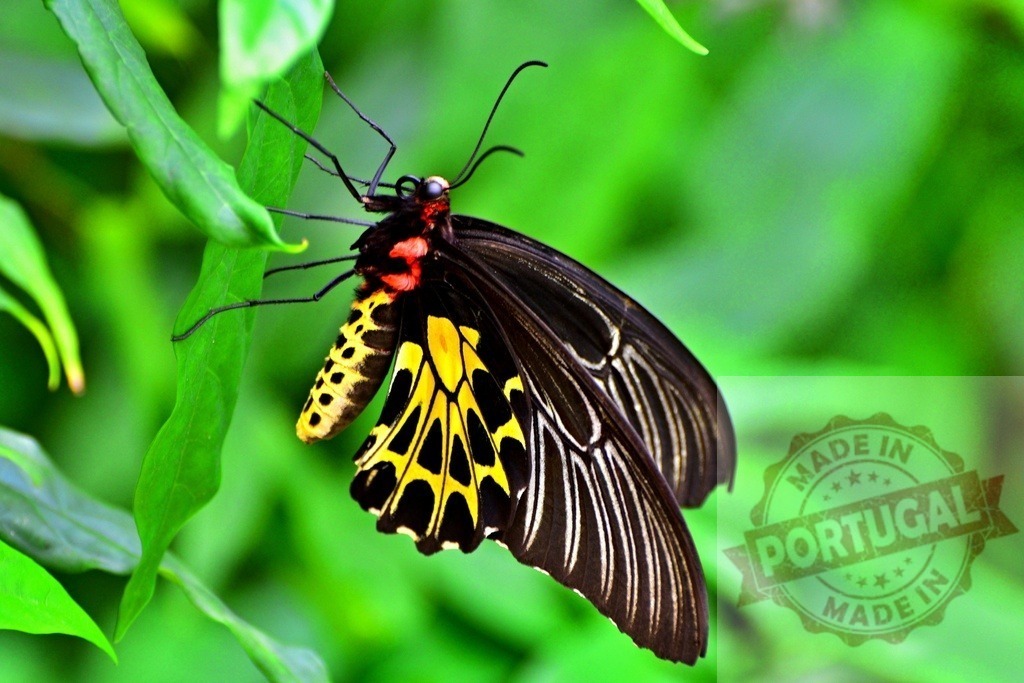 Colorful butterfly resting on green leaf in tropical forest | Close-up of a beautiful butterfly with black, yellow and red colors, perched on a vibrant green leaf in a lush tropical environment - Realisiert mit Pictrs.com