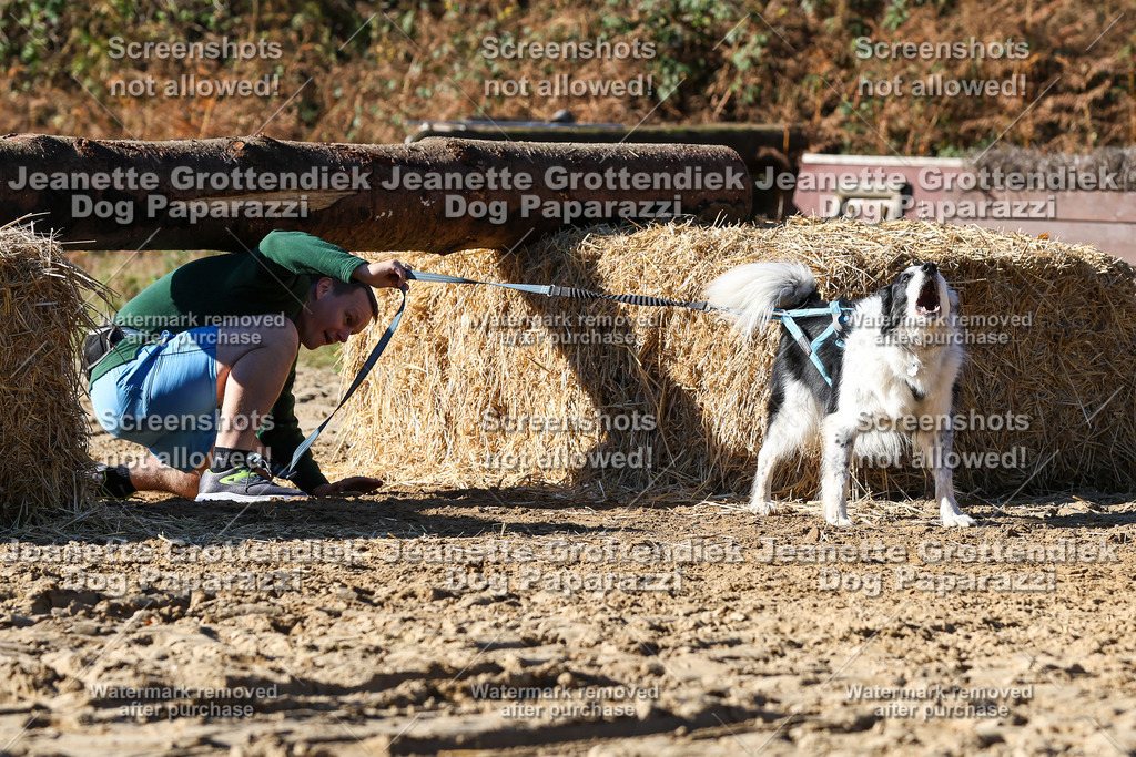 Dog Paparazzi - Strongdog 10-25-2689 | Dog Paparazzi Jeanette Grottendiek Fotografie & Videografie - Realisiert mit Pictrs.com