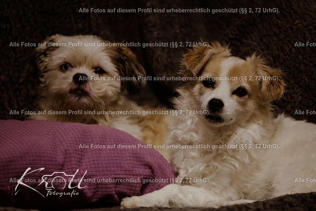 Photo_1736625657328 | krollfotografie - Realisiert mit Pictrs.com