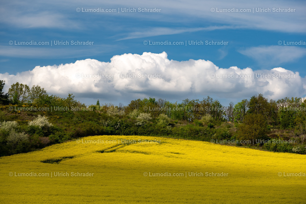 10049-13121 - Blühende Rapsfelder | Stockfoto und Bilderpool mit Bildmaterial aus Deutschland, dem Harz, Halberstadt, Quedlinburg, Wernigerode und weltweit. Qualitativ hochwertige und professionelle Fotos anschauen und kaufen. - Realisiert mit Pictrs.com