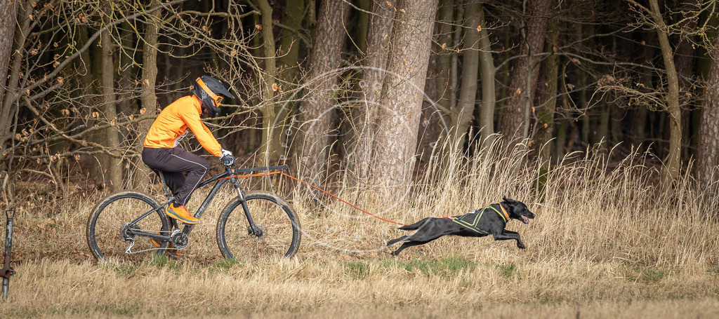 DV3A4893 | Hundefotografie, Tierfotograf, Pfotenfotografie, Fotoshooting Hund, Hunde Portrait, Hundesport, Hundeportraits, Heideshooting, Hunde, Sportfotograf, Hundefotograf, Turnierhundsport, THS,  - Realisiert mit Pictrs.com
